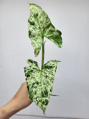 Syngonium Mottled Steckling
