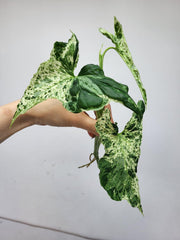 Syngonium Mottled Steckling