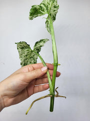 Syngonium Mottled Steckling
