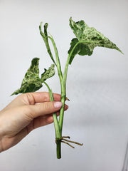 Syngonium Mottled Steckling