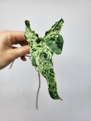 Syngonium Mottled Steckling