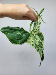 Syngonium Mottled Steckling
