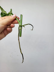 Syngonium Mottled Steckling