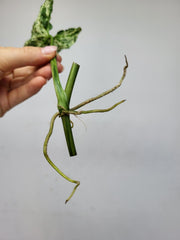 Syngonium Mottled Steckling