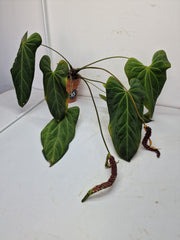 Anthurium Dark Mama x Crystallinum Seedling