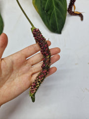 Anthurium Dark Mama x Crystallinum Seedling