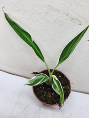 Musa Variegata