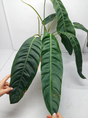 Philodendron Patriciae