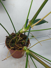 Philodendron Patriciae