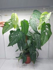 Monstera Siltepecana buschig