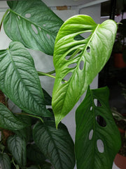 Monstera Siltepecana buschig