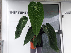 Anthurium Warocqueanum Hybrid groß