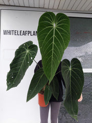 Anthurium Warocqueanum Hybrid groß