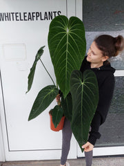 Anthurium Warocqueanum Hybrid groß