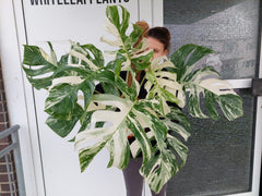 Monstera Variegata buschig