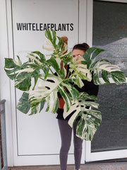 Monstera Variegata buschig