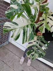 Monstera Variegata buschig