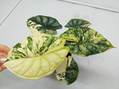 Alocasia Dragon Scale Variegata