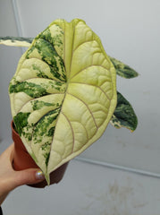 Alocasia Dragon Scale Variegata