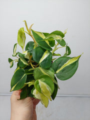 Philodendron Cream Splash
