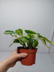 Philodendron Cream Splash