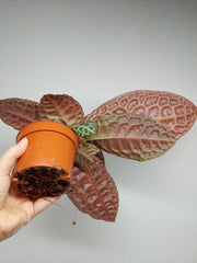 Labisia Turtle Back