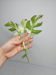 Monstera Minima / Raphidophora Tetrasperma Variegata Steckling