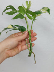 Monstera Minima / Raphidophora Tetrasperma Variegata Steckling