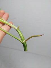 Monstera Minima / Raphidophora Tetrasperma Variegata Steckling