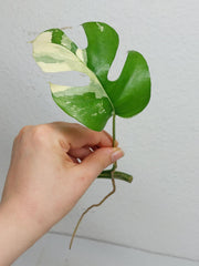 Monstera Minima / Raphidophora Tetrasperma Variegata Steckling