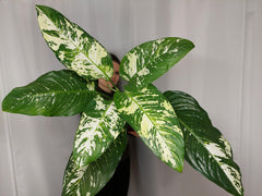 Dieffenbachia Yellow Star