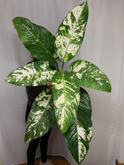 Dieffenbachia Yellow Star