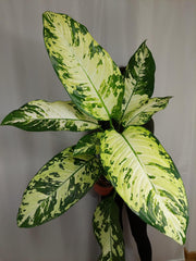 Dieffenbachia Yellow Star