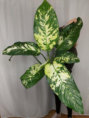 Dieffenbachia Yellow Star