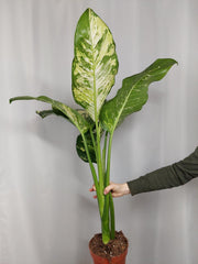 Dieffenbachia Yellow Star