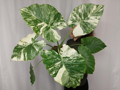 Alocasia Gageana Albo Variegata