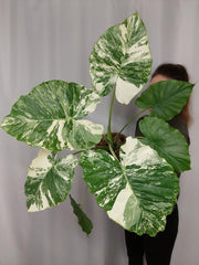 Alocasia Gageana Albo Variegata