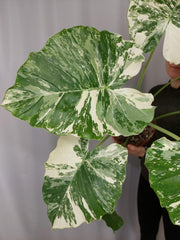 Alocasia Gageana Albo Variegata