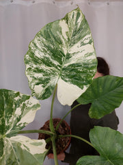 Alocasia Gageana Albo Variegata