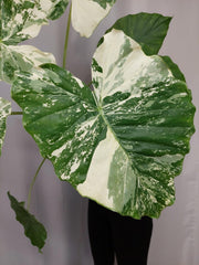 Alocasia Gageana Albo Variegata