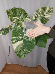 Alocasia Gageana Albo Variegata