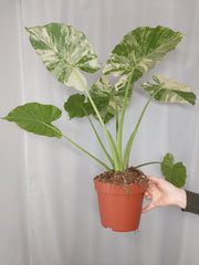 Alocasia Gageana Albo Variegata