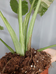 Alocasia Gageana Albo Variegata