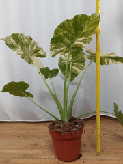 Alocasia Gageana Albo Variegata