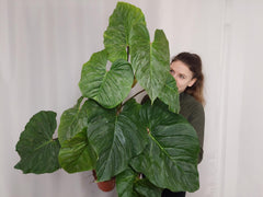 Philodendron Majestic groß