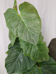 Philodendron Majestic groß
