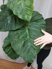 Philodendron Majestic groß