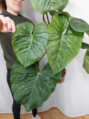 Philodendron Majestic groß