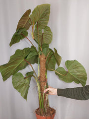 Philodendron Majestic groß