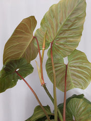 Philodendron Majestic groß